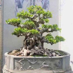 mua-cay-bon-sai-long-an-dia-chi-tin-cay