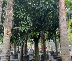 Cây xoài 