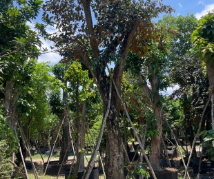 MẪU 7