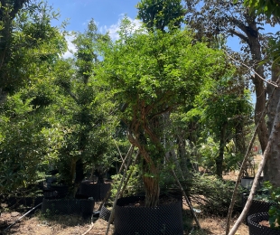 MẪU 12