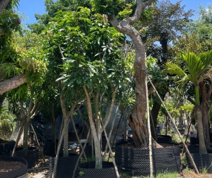 MẪU 8