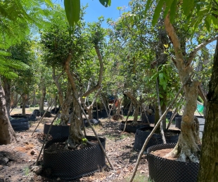 MẪU 14