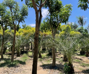 MẪU 16