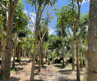 MẪU 19