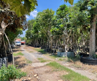 MẪU 13