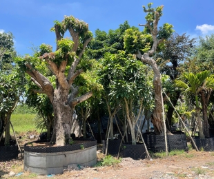 MẪU 6