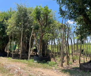 MẪU 11