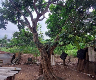 cây nhãn