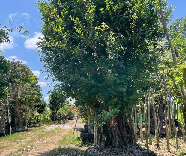 MẪU 10