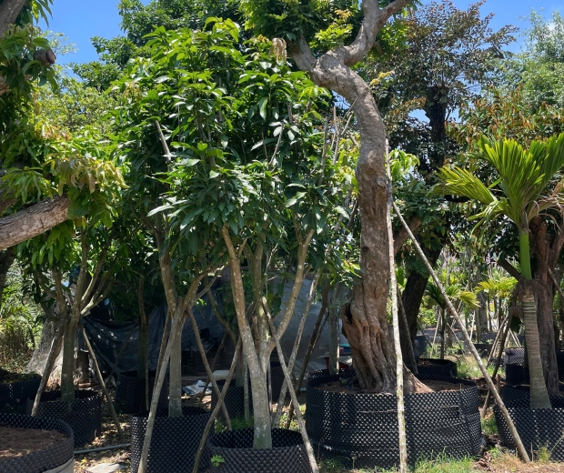 MẪU 8